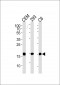 SUMO2 Antibody (C-term)